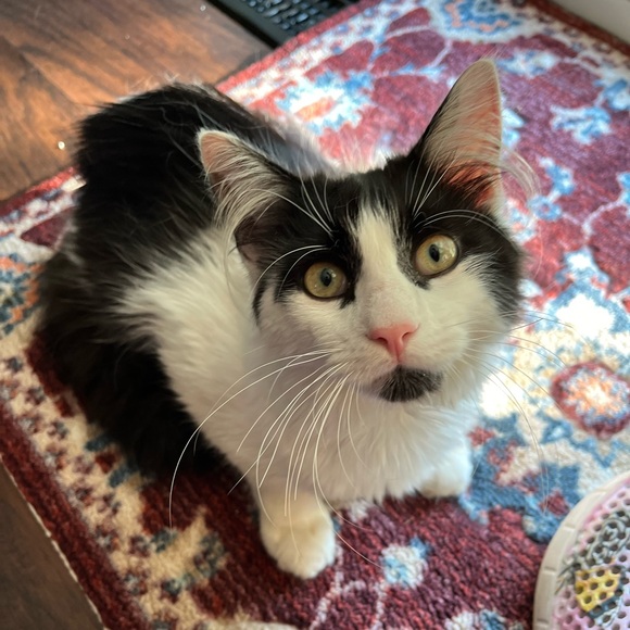 Meet your Posher, CJ - Picture 4 of 15